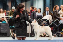 Ruby CACIB Bydgoszcz 15.02.2026
